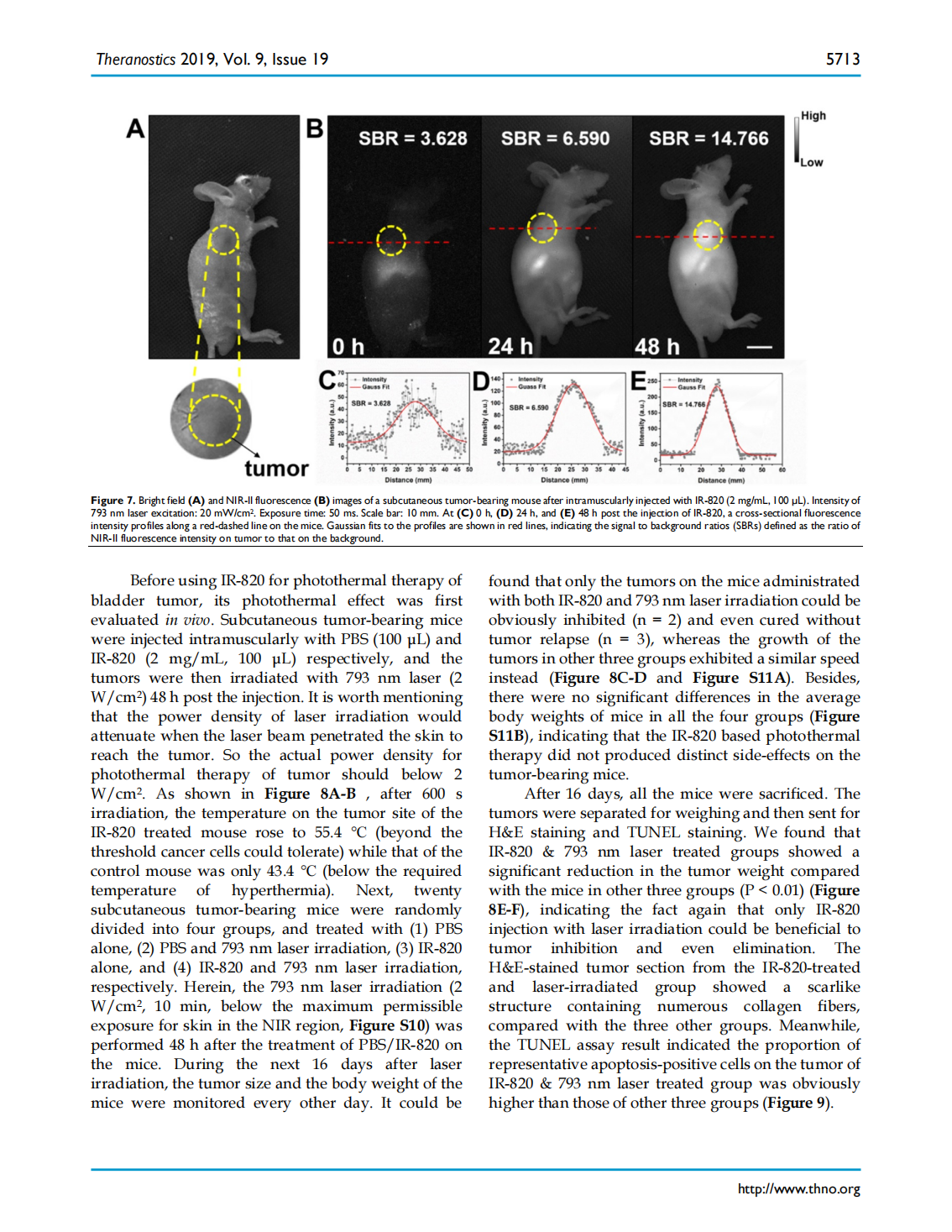 Excretable IR-820 for in vivo NIR-II fluorescence cerebrovascular imaging and photothermal therapy of subcutaneous tumor(图8)